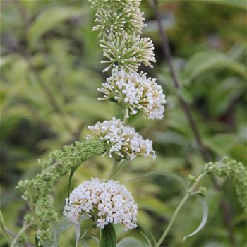 Komule Davidova White Profusion květináč 2,5 litru, výška 20/30cm, keř