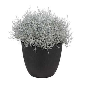 Krásnohlávek Brownův květináč 17cm