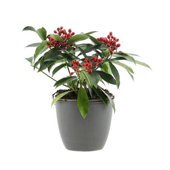 Skimie čínská květináč 1,5 litru, výška 20/25cm, keř