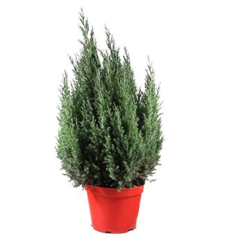 Jalovec čínský Stricta výška 60/80cm, květináč 15 litrů
