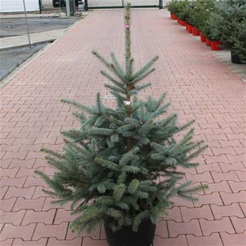 Smrk pichlavý 100/125