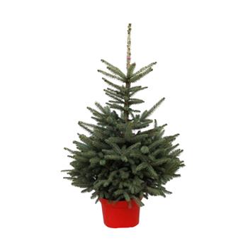 Smrk pichlavý 100/125