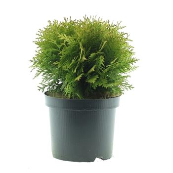 Zerav západní Mirjam květináč 2,5 litru, průměr 20/25cm, keř