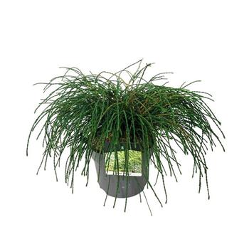 Zerav řasnatý Whipcord výška 30/40cm, květináč 7,5 litru