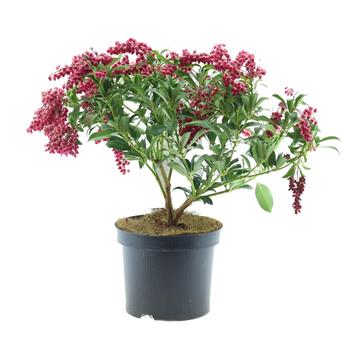 Pieris japonský Passion květináč 2 litry, výška 20/25cm, keř