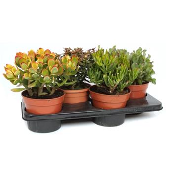 Tlustice mix květináč 17cm