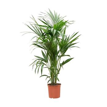 Rajská palma výška 150cm, květináč 27cm