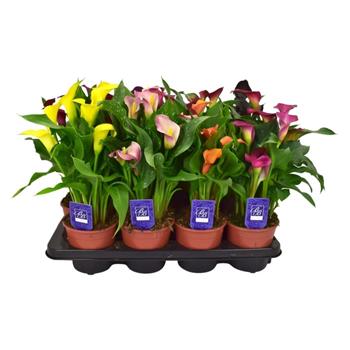 Kala, kornoutice mix květináč 14cm