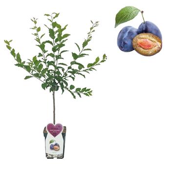 Slivoň Švestka domácí květináč 5 litrů, balkonová, zákrsek, SAMOSPRAŠNÁ