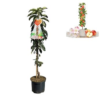 Jabloň Red Sensation květináč 5 litrů, sloupová, výška 80/100cm, podzimní, CIZOSPRAŠNÁ