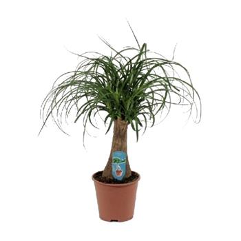 Nolina, sloní noha 1 výhon, květináč 14cm