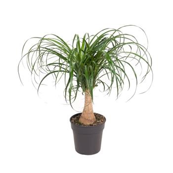 Nolina, sloní noha 1 výhon, květináč 17cm