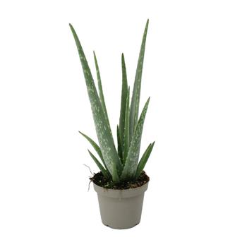 Aloe vera 12cm květináč