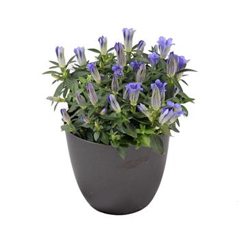 Hořec drsný Blue květináč 10cm