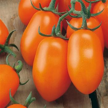 Rajče Mirado Orange F1 roubované 12cm