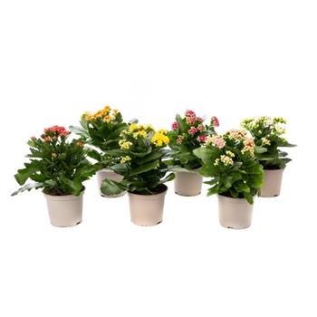 Kolopejka, kalanchoe MIX květináč 10,5cm