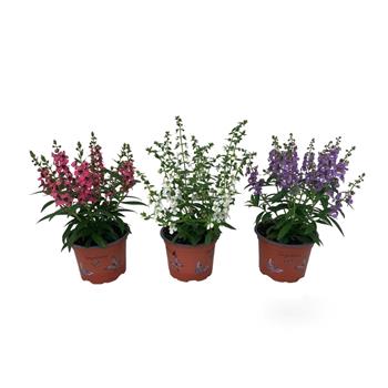 Angelonie mix, květináč 12cm