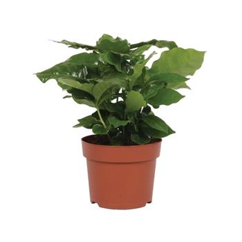 Kávovník arabský květináč 12cm