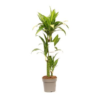 Dračinec vroubený mix, výšky kmínku 60-30-15cm, květináč 21cm