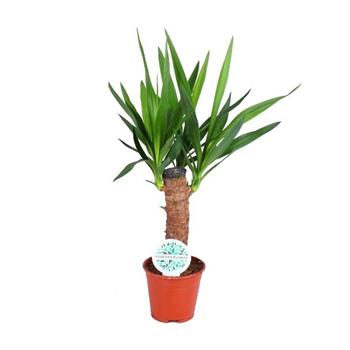 Juka obrovská kmínek 30cm, 3-5 váhonů, květináč 14cm