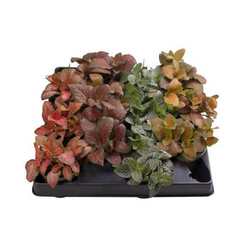 Fitónie mix, květináč 6cm