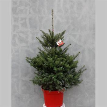 Jedle korejská 100/125cm