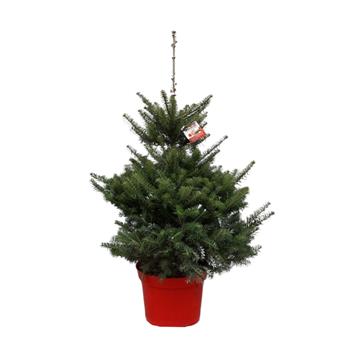 Jedle korejská 100/125cm