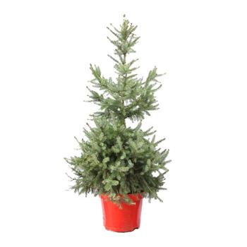 Smrk Pančičův výška 100/125cm