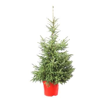 Smrk omorika výška 125/150cm