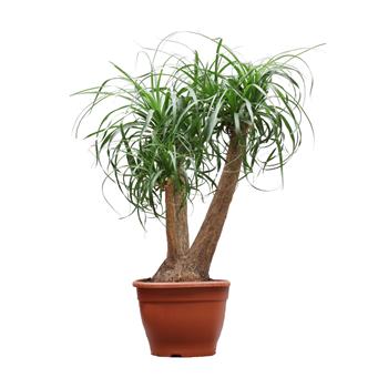Nolina, sloní noha výška 90cm, květináč 30cm, větvená