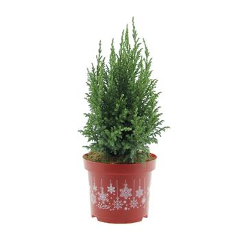 Jalovec stěsnaný Loderi výška 20/25cm, květináč 2,5 litru