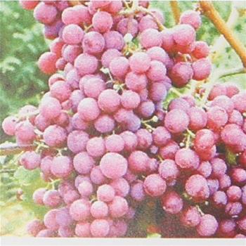 Réva vinná Chrupka červená květináč 3litry, růžová