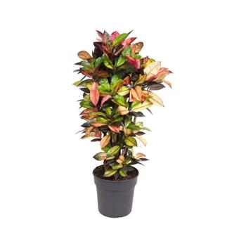 Kroton Iceton výška 100cm, větvený, květináč 26cm