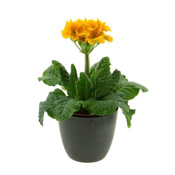 Petrklíč květináč 11cm