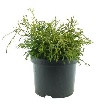 Cypřišek hrachonosný Filifera Aurea výška 20/25cm, květináč 2,5 litru