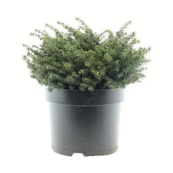 Smrk ztepilý Little Gem výška 25/30cm, květináč 5 litrů