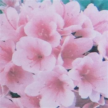 Azalka japonská mix, výška 30/40cm, květináč 5 litrů