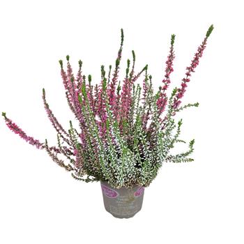 Vřes obecný Twins květináč 13cm