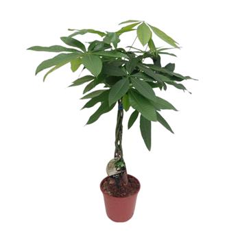 Pachira vodní kmínek 100cm, květináč 19cm
