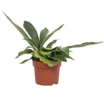 Parožnatka vidličnatá květináč 12cm