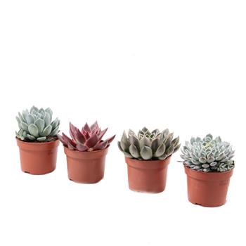Echevérie mix květináč 10cm