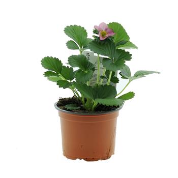 Jahodník stáleplodící, převislý MIX květináč 11cm