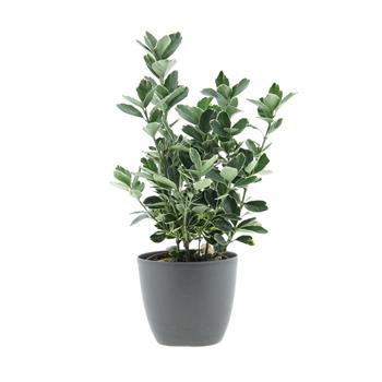 Brslen japonský MIX květináč 12cm, výška 20/30cm, keř