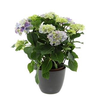 Hortenzie velkolistá Extra mix květináč 14cm