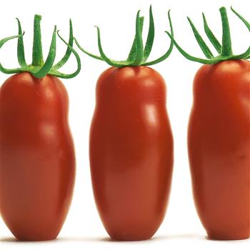 Rajče Caprese roubované 12cm