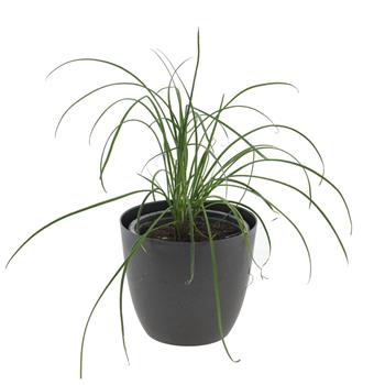 Pažitka česneková květináč 12cm