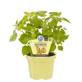Mochyně peruánská BIO květináč 12cm