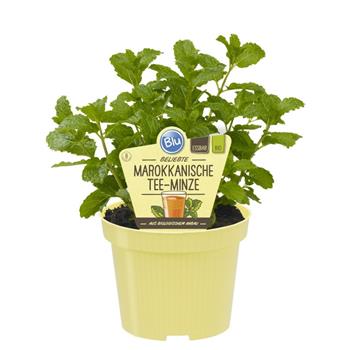Máta marocká BIO květináč 12cm