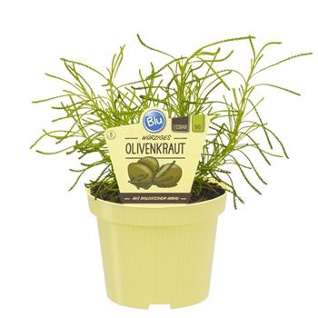 Olivová nať BIO květináč 12cm
