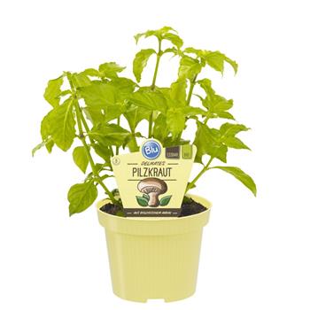Houbová bylinka BIO květináč 12cm